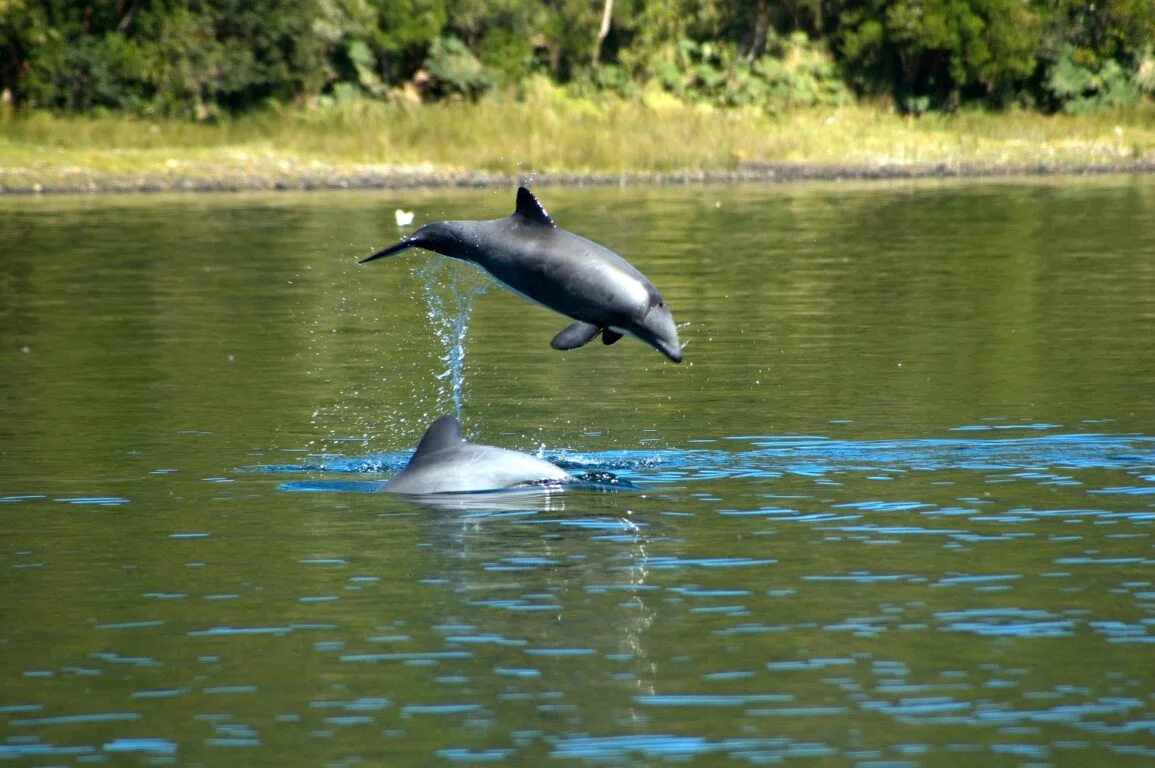 Delfín austral saltando en los fiordos